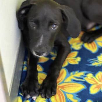 Jacob -  Labrador Retriever Dog for Adoption in South Elgin, Illinois - Jacob | PetCurious