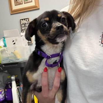Buckeye Billy -  Mixed Breed Dog for Adoption in Fredericksburg, Virginia - Buckeye Billy | PetCurious