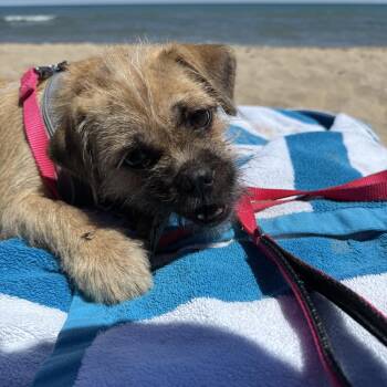 Pug and Terrier Dogs Available for Adoption in Chicago, Illinois - Rumyr | PetCurious
