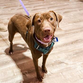 Chocolate Labrador Retriever Dogs Available for Adoption in Parker, Colorado - 551 (2026) Layla | PetCurious