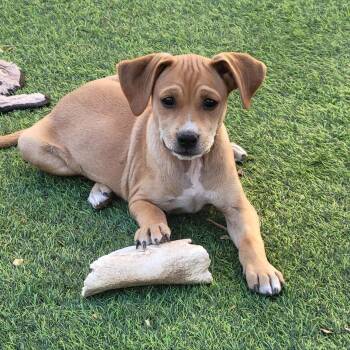 Mixed Breed Dogs Available for Adoption in Las Vegas, Nevada - Anchovy | PetCurious