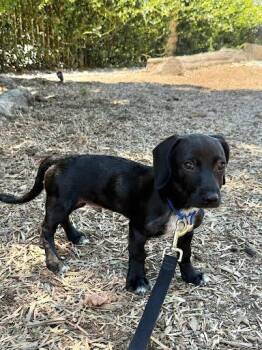 Bruno puppy -  Dachshund Dog for Adoption in San Diego, California - Bruno Puppy | PetCurious