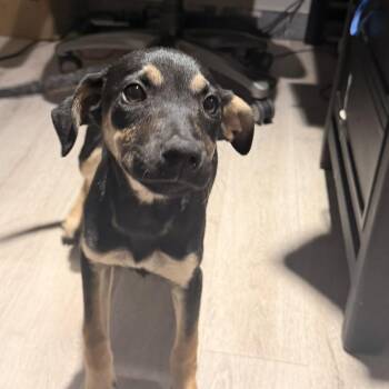 Rescue German Pinscher Dogs for Adoption in Carmel Hamlet, New York - Odessa (Texas Sweethearts) | PetCurious