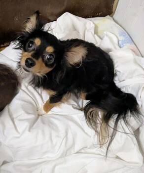 Moose -  Chihuahua Dog for Adoption in Plymouth, Michigan - Moose | PetCurious