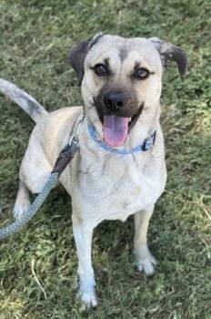 Mary -  Shepherd and Mixed Breed Dog for Adoption in San Antonio, Texas - Mary | PetCurious