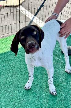 Rescue German Shorthaired Pointer Dogs for Adoption in Chandler, Arizona - Tucker Petmore | PetCurious