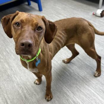 Vizsla Dogs Available for Adoption - Olive | PetCurious