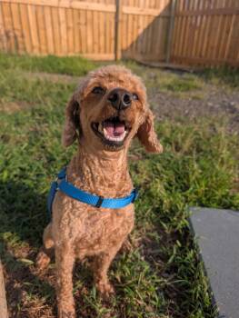 Pete -  Poodle Dog for Adoption in Herndon, Virginia - Pete | PetCurious
