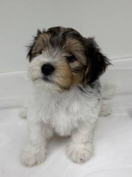 Teddy -  Yorkshire Terrier and Maltipoo Dog for Adoption in Cypress, California - Teddy | PetCurious