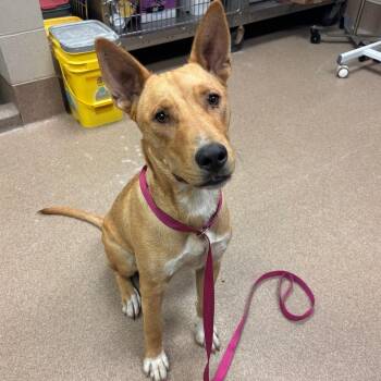 Indy -  Carolina Dog Dog for Adoption in Hinesville, Georgia - Indy | PetCurious