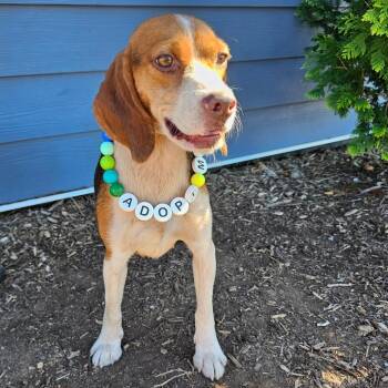 Stella -  Beagle and Mixed Breed Dog for Adoption in Madisonville, Tennessee - Stella | PetCurious