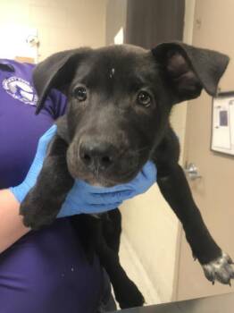 PICKLES -  German Shepherd Dog and Husky Dog for Adoption in Conroe, Texas - PICKLES | PetCurious
