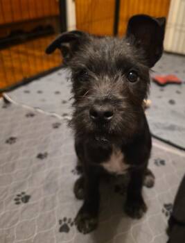 Standard Schnauzer and Terrier Dogs Available for Adoption in Kalamazoo, Michigan - Caven - In Foster | PetCurious
