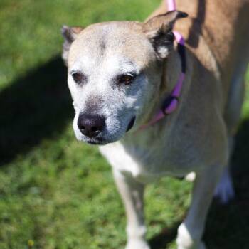 Rescue Hound and Shepherd Dogs for Adoption in Cumming, Georgia - Holiday 21284 | PetCurious