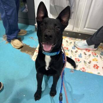 Briar -  Mixed Breed Dog for Adoption in Rocky Mount, Virginia - Briar | PetCurious