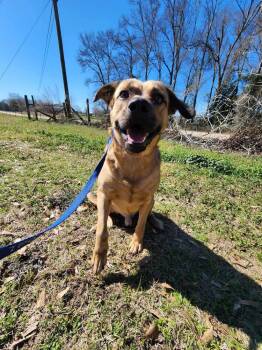 Rescue Hound and Mastiff Dogs for Adoption in Troy, Alabama - Hector | PetCurious