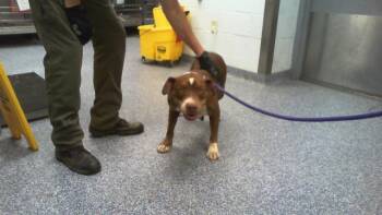 Pit Bull Terrier Dogs Available for Adoption - COOKIE | PetCurious