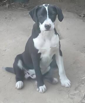 Charlie -  Mountain Cur Dog for Adoption in Mena, Arkansas - Charlie | PetCurious