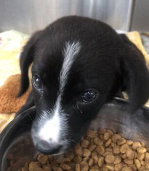 Mixed Breed Dogs Available for Adoption in Parma, Ohio - Benson | PetCurious