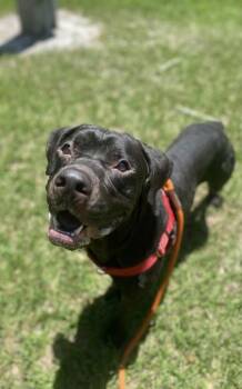 DJ -  Mixed Breed Dog for Adoption in Vero Beach, Florida - DJ | PetCurious