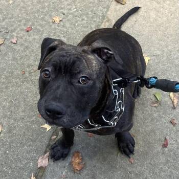 Pierogi -  Pit Bull Terrier Dog for Adoption in Columbia, South Carolina - Pierogi | PetCurious