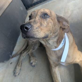 Tigger -  Plott Hound Dog for Adoption in Birmingham, Alabama - Tigger | PetCurious