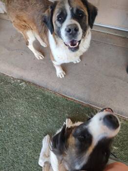 Rescue Saint Bernard Dogs for Adoption in Glendale, Arizona - Maggie & Mandy | PetCurious