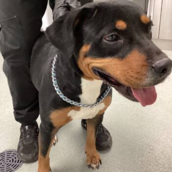 Rescue Rottweiler Dogs for Adoption in Abilene, Texas - Mitchell | PetCurious