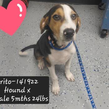 Frito -  Beagle and Hound Dog for Adoption in New Tazewell, Tennessee - Frito | PetCurious