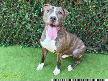 BUDDY -  Mixed Breed Dog for Adoption in West Palm Beach, Florida - BUDDY | PetCurious