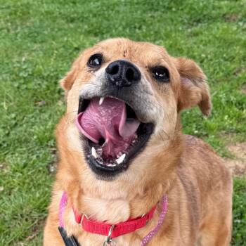 Mixed Breed Dogs Available for Adoption - Rita | PetCurious