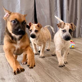 Boxer and Mixed Breed Dogs Available for Adoption in Green Bay, Wisconsin - Miz | PetCurious