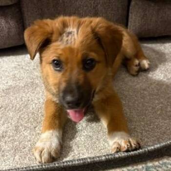 Mixed Breed Dogs Available for Adoption in Buffalo, Minnesota - Kimble | PetCurious