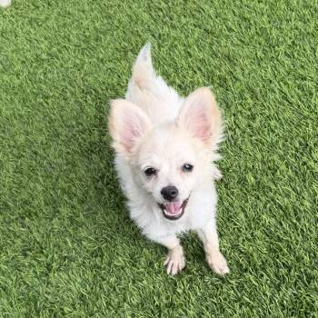 Simona -  Pomeranian and Chihuahua Dog for Adoption in Las Vegas, Nevada - Simona | PetCurious