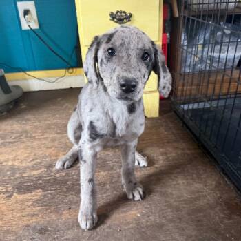 Catahoula Leopard Dog and Mixed Breed Dogs Available for Adoption - Grey 022503A | PetCurious