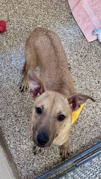 Rescue Chihuahua Dogs for Adoption in Sierra Vista, Arizona - Bisky | PetCurious