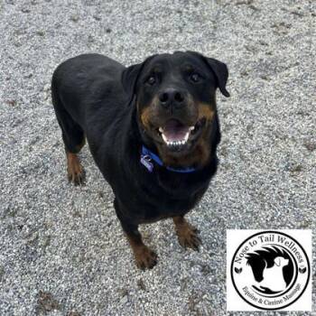 Rescue Rottweiler and Mixed Breed Dogs for Adoption in Burlington, Wisconsin - Miracle | PetCurious