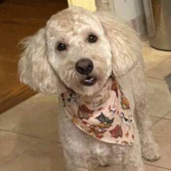 Bagel- Courtesy Posting -  Aussiedoodle and Poodle Dog for Adoption in Somerville, Massachusetts - Bagel- Courtesy Posting | PetCurious