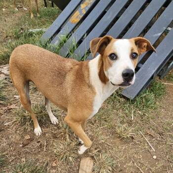 Bobby -  American Staffordshire Terrier and Boxer Dog for Adoption in Isabela, Isabela - Bobby | PetCurious