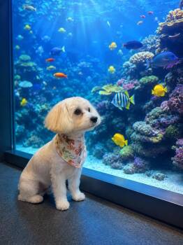 Tofu -  Maltese Dog for Adoption in Kings Mountain, North Carolina - Tofu | PetCurious