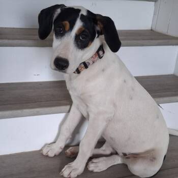 Nala -  Jack Russell Terrier Dog for Adoption in Krum, Texas - Nala | PetCurious