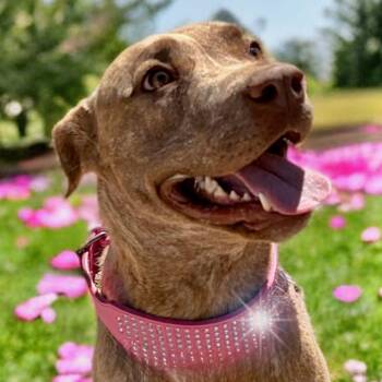 American Staffordshire Terrier Dogs Available for Adoption in Kingman, Arizona - Brenda/bindi | PetCurious