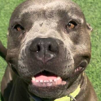 Rachel -  American Staffordshire Terrier Dog for Adoption in Houston, Texas - Rachel | PetCurious