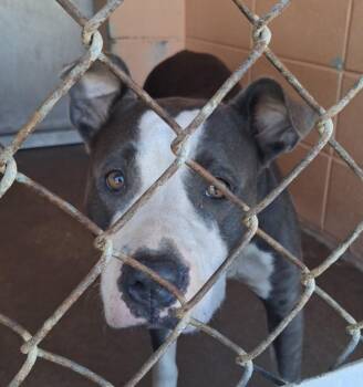 Sky -  Pit Bull Terrier Dog for Adoption in Gautier, Mississippi - Sky | PetCurious