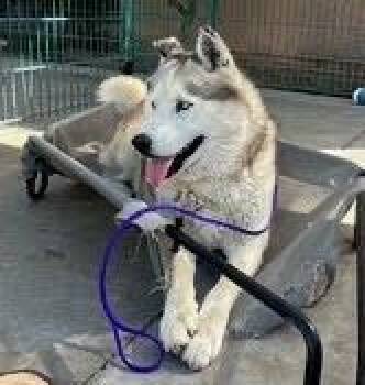 Mateo -  Siberian Husky Dog for Adoption in Carson City, Nevada - Mateo | PetCurious