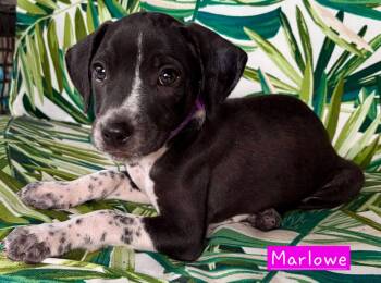 Marlowe (female) -  Border Collie and Hound Dog for Adoption in Alexander, Arkansas - Marlowe (female) | PetCurious