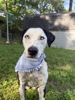 Norma Jean -  Dalmatian and Beagle Dog for Adoption in Bloomsdale, Missouri - Norma Jean | PetCurious