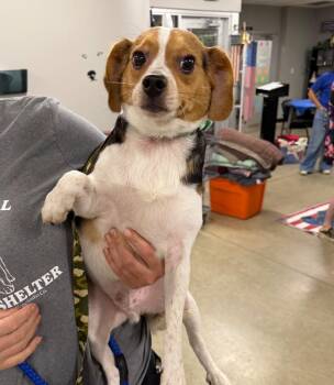 Wowie -  Beagle Dog for Adoption in Pierceton, Indiana - Wowie | PetCurious
