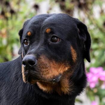 Carmen -  Rottweiler Dog for Adoption in Council Bluffs, Iowa - Carmen | PetCurious