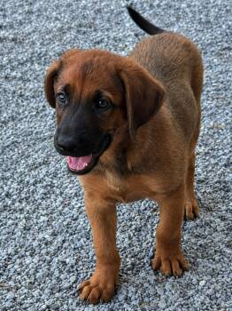 Clark -  German Shepherd Dog Dog for Adoption in Chesterfield, Missouri - Clark | PetCurious